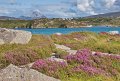 Heather at Cruit Island, Co. Donegal